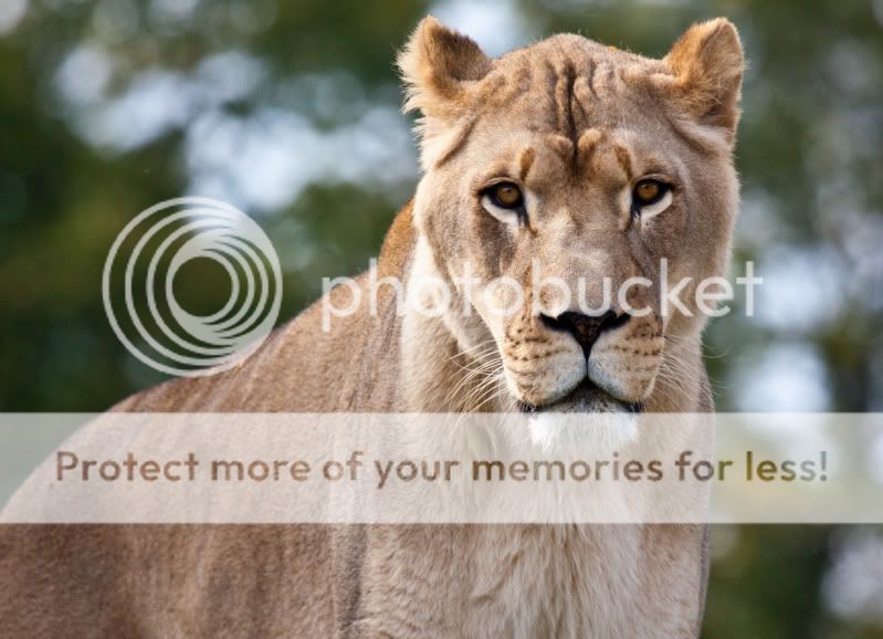 IMAGE: http://i495.photobucket.com/albums/rr311/X--FU51ON--X/21of33.jpg