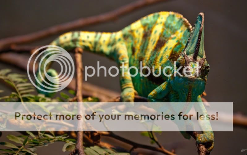 IMAGE: http://i495.photobucket.com/albums/rr311/X--FU51ON--X/28of33.jpg