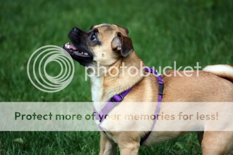 IMAGE: http://i495.photobucket.com/albums/rr311/X--FU51ON--X/IMG_0616.jpg