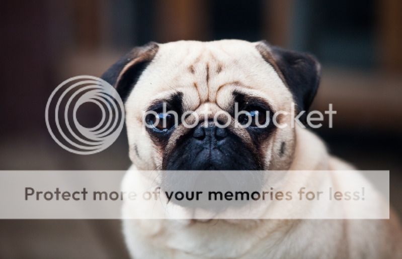 IMAGE: http://i495.photobucket.com/albums/rr311/X--FU51ON--X/June18th201230of32.jpg