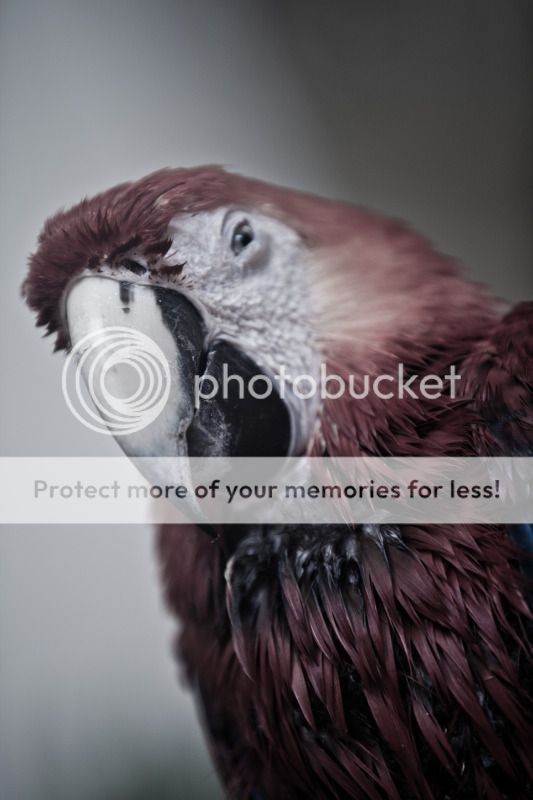 IMAGE: http://i495.photobucket.com/albums/rr311/X--FU51ON--X/Mexico201215of313.jpg