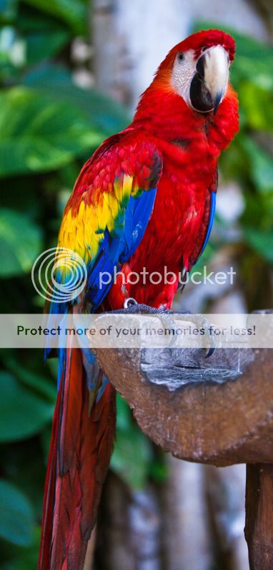 IMAGE: http://i495.photobucket.com/albums/rr311/X--FU51ON--X/Mexico2012308of313.jpg