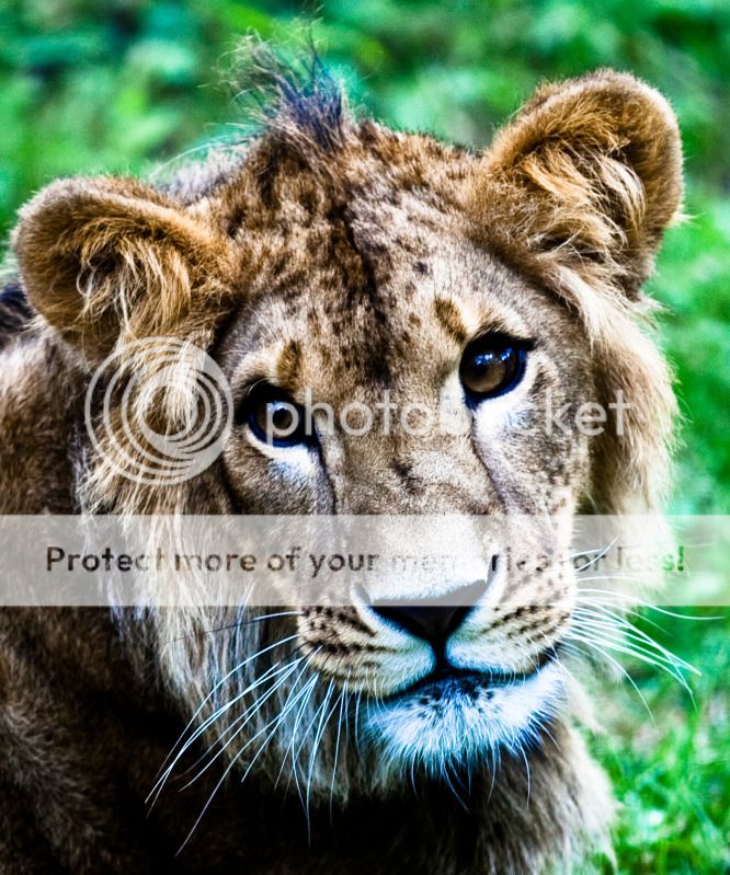 IMAGE: http://i495.photobucket.com/albums/rr311/X--FU51ON--X/Teaser13of1.jpg