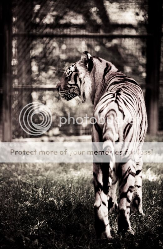 IMAGE: http://i495.photobucket.com/albums/rr311/X--FU51ON--X/Teaser16of1.jpg