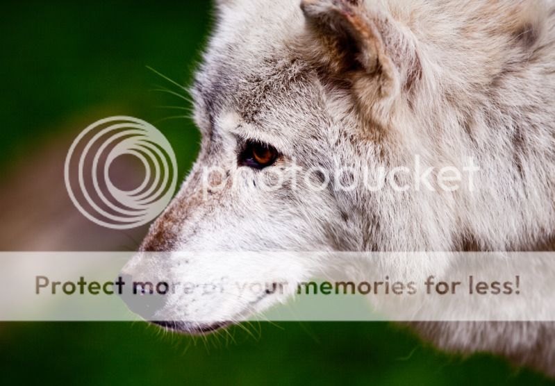 IMAGE: http://i495.photobucket.com/albums/rr311/X--FU51ON--X/Teaser36of1.jpg