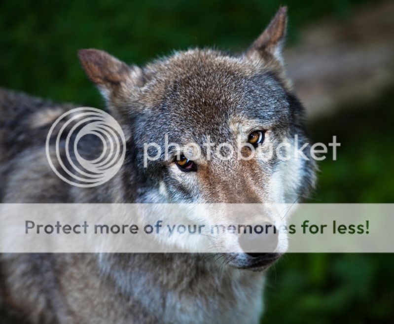 IMAGE: http://i495.photobucket.com/albums/rr311/X--FU51ON--X/Teaser37of1.jpg