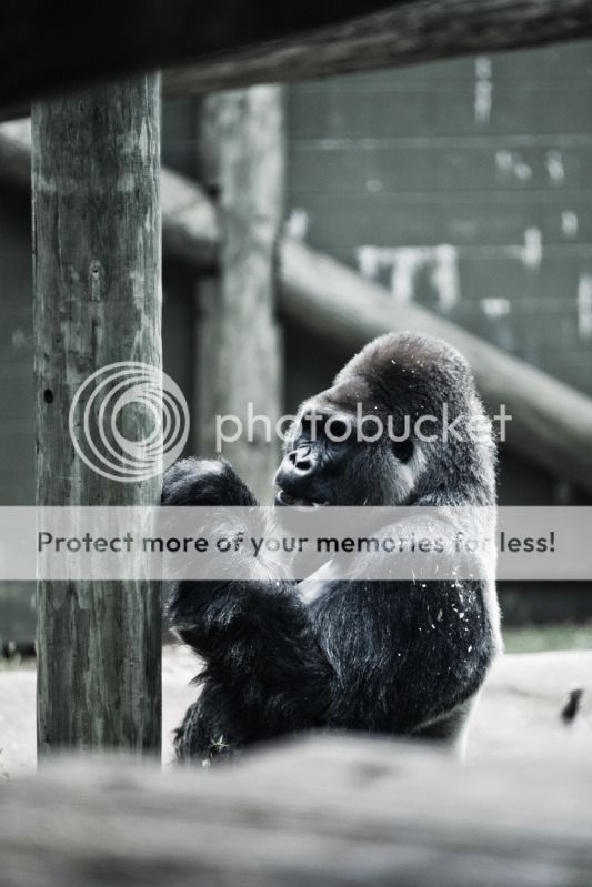 IMAGE: http://i495.photobucket.com/albums/rr311/X--FU51ON--X/ZooAug201211of16.jpg