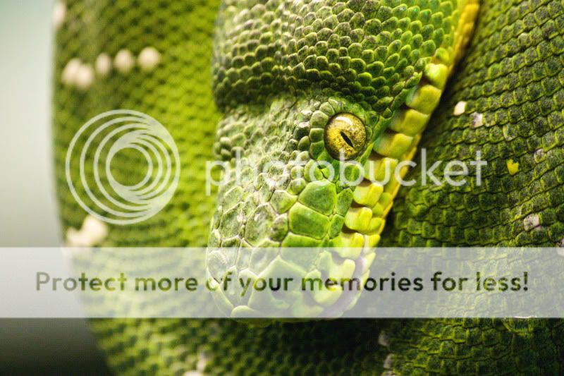 IMAGE: http://i495.photobucket.com/albums/rr311/X--FU51ON--X/ZooSept5th16of30.jpg