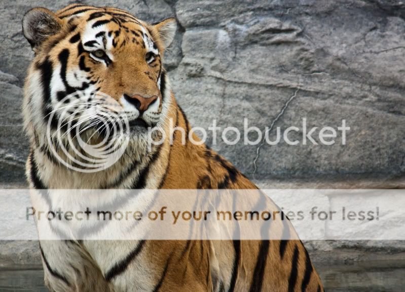 IMAGE: http://i495.photobucket.com/albums/rr311/X--FU51ON--X/ZooSept5th18of30.jpg