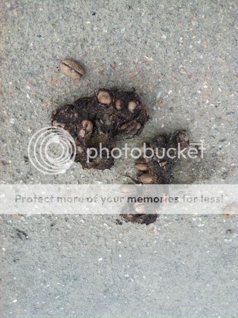 Scat Pig