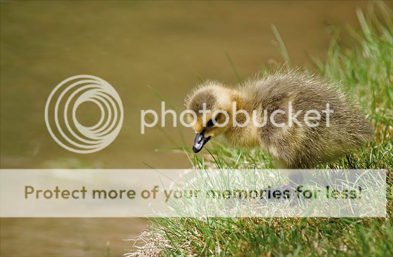 Fotografie