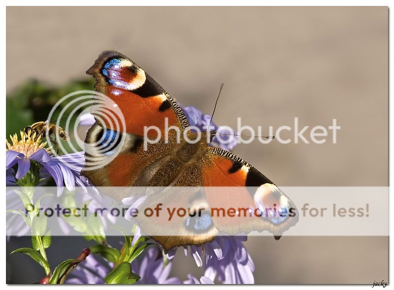 Fotografie