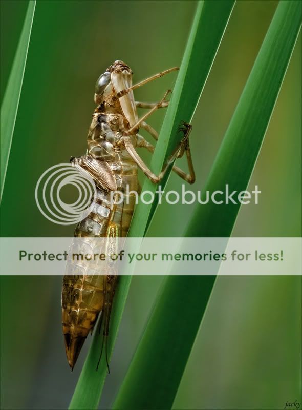 Fotografie