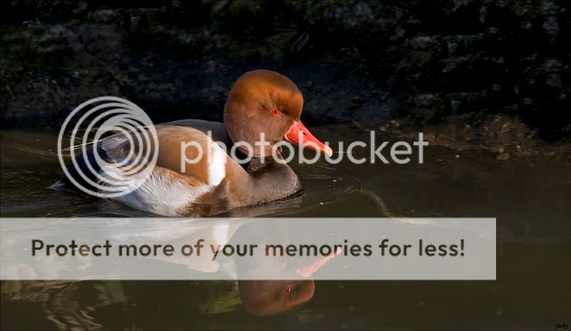 Fotografie