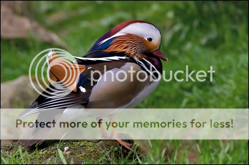 Fotografie