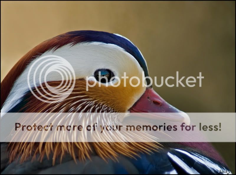 Fotografie