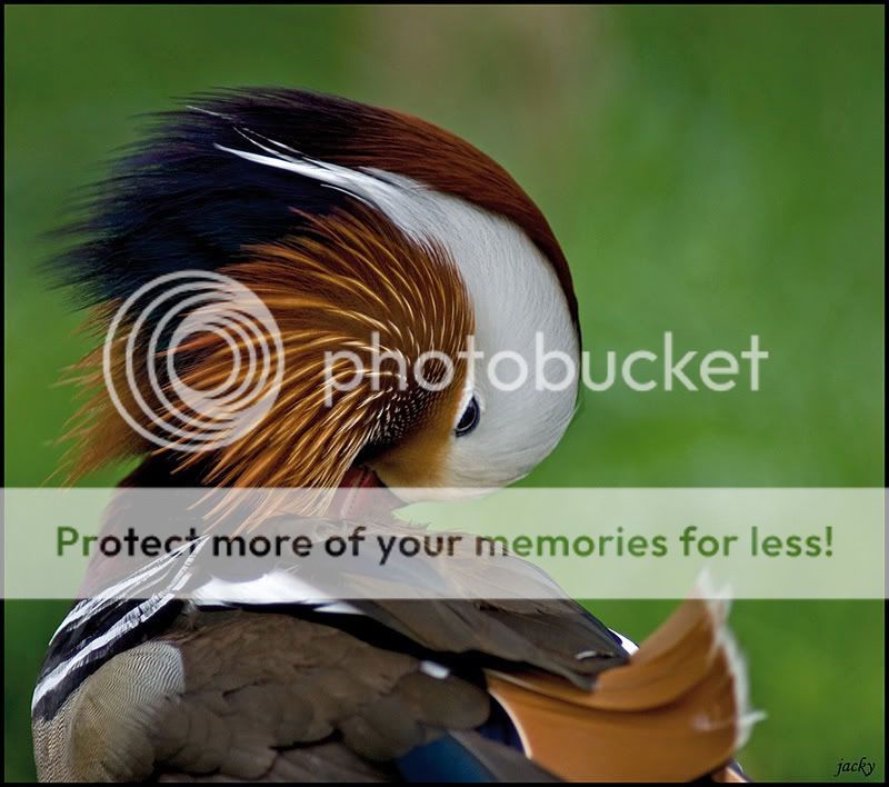 Fotografie