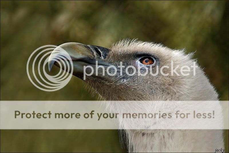 Fotografie