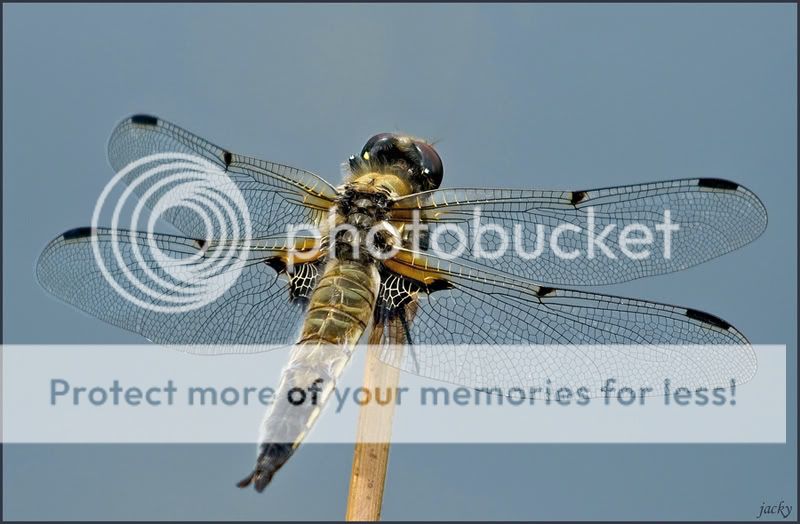 Fotografie