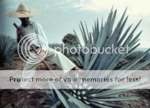tequila
