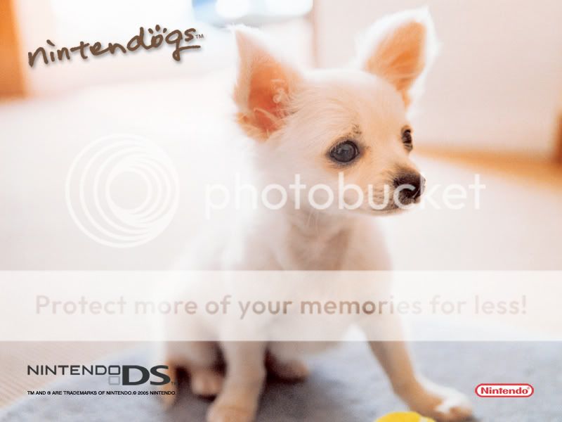 chihuahua wallpaper. Chihuahua Wallpaper