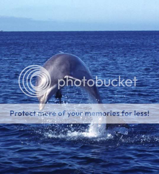 dolphins 0028 Pictures,
Images and Photos